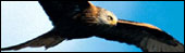 Red Kite