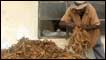 tobacco being sorted and dried