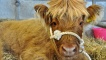 Highland calf