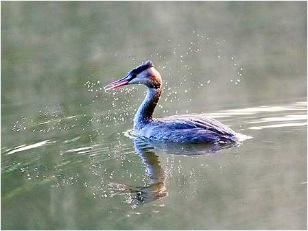 Grebe