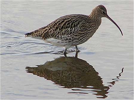 Curlew