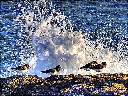 Oystercatchers
