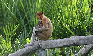 Expedition Borneo