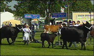 Picutre: Cattle paraded in arena.