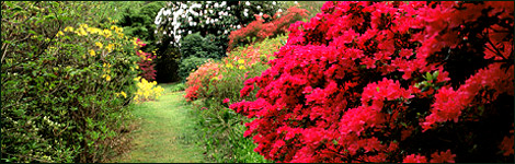 Rhododendrons
