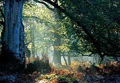 New Forest