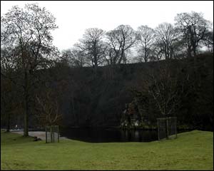 Wooded riverside