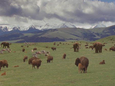 The even climate made perfect conditions for a wealth of plains animals