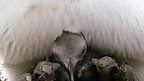 Pengwin