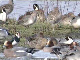 Birds in the Exe