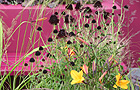 Horticultural help (image: Centrepoint garden) 