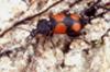 A Crucifix Ground Beetle [panagaeus cruxmajor]. © R. Anderson