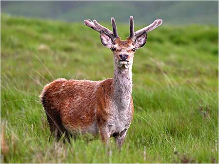 Deer