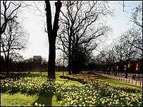 Daffodils