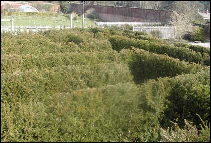 Maze picture