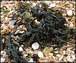 Japanese 'Sargassum muticum'