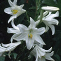 Lilium candidum, Madonna lily