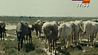 Detholiad Naturiol ac Artiffisial