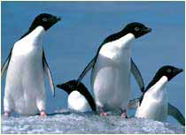 Penguins