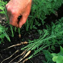 Daucus carota, Carrot