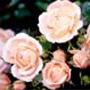 pink roses