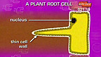 Root Hair Cell