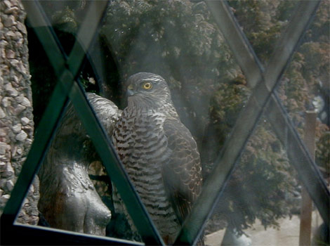 Nosey visitor