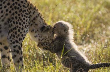 Toto the cheetah cub with his mother