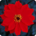 Dahlia 'Bishop of Llandaff'