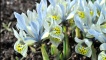 Iris Katherine Hodgkin