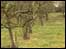 Orchard
