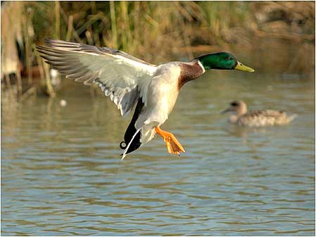Mallard landing