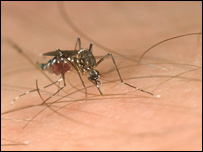 Mosquito