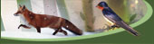 Fox illustration, on Science & Nature
