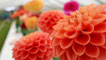 Day 2 - It's not all about the livestock. The Flower Show is full of award winning blooms and vegetables.