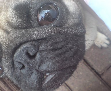 Pug