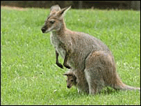 cangurus
