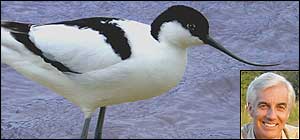 Avocet (inset Andrew Cooper)