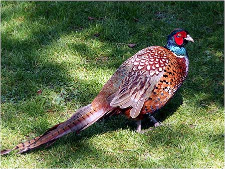 Pheasant