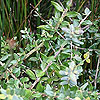 Olea europaea 'Africana'
