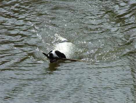Dave Swimming