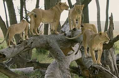 Lions climbing on fallen trees