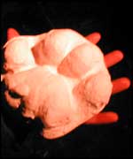 Cast of Big Cat paw.