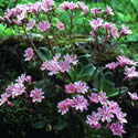 Lewisia, Bitter root