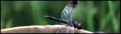 Dragon Fly