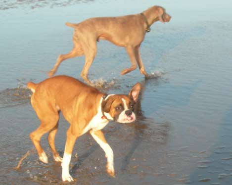Budddy and Louis