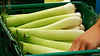 The Leek - Emblem of Wales