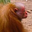 Red Uakari monkey