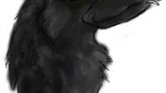 Crow Crow