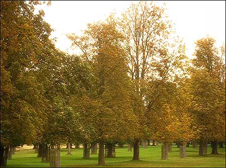 Autumn trees